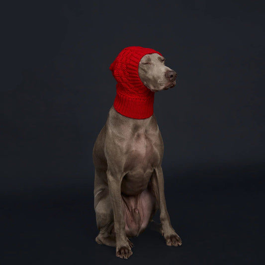 Italian Greyhound  Dog Hat